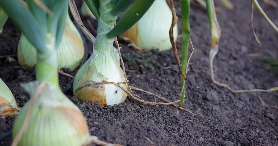 15 Best Onion Companion Plants for Your Garden