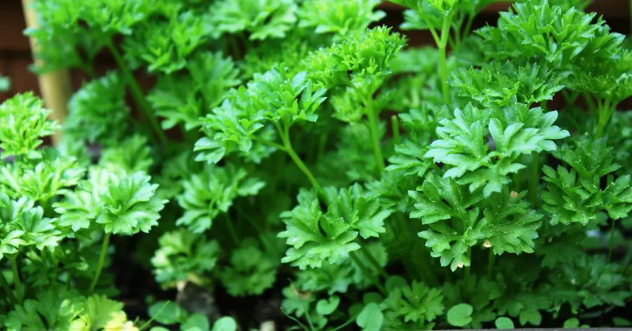 12 Best Companion Plants to Help Parsley Grow