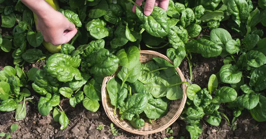 Are These Common Garden Plants Sabotaging Your Spinach?