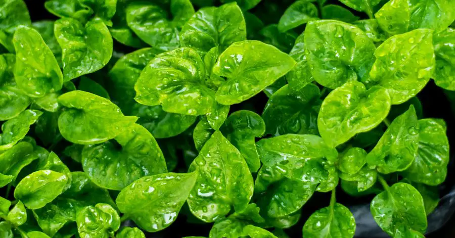 14 Companion Plants to Help Spinach Grow