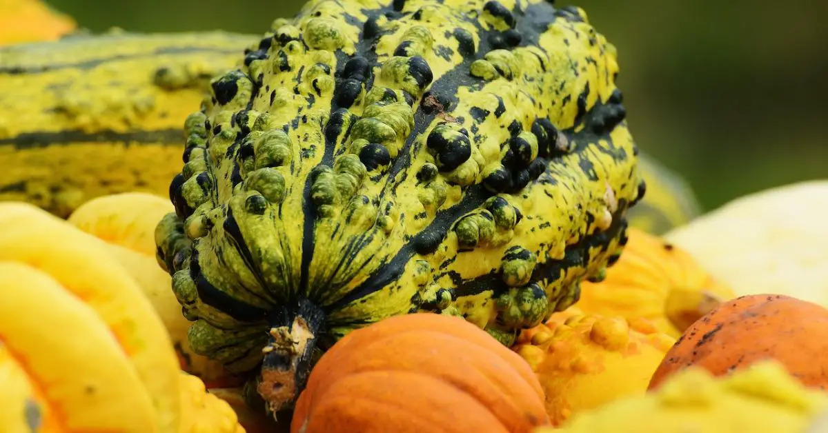 13 Plants You Should Never Grow With Squash