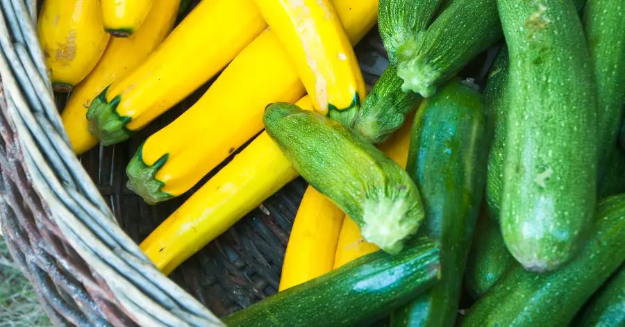 Maximize Squash Growth With These 12 Companion Plants