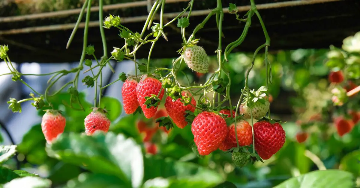 15 Best Strawberry Companion Plants to Help Them Thrive