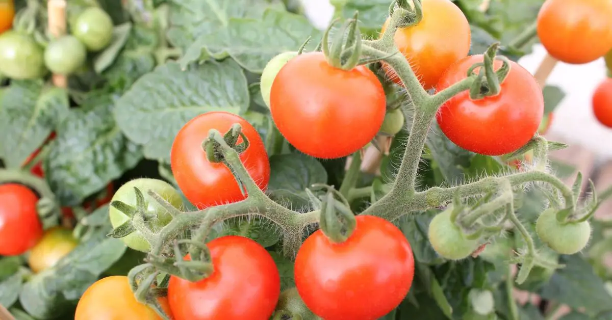 12 Best Companion Plants to Help Your Tomatoes Grow