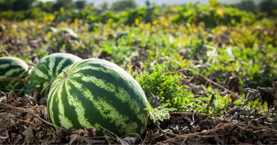 12 Companion Plants That Will Make Your Watermelons Thrive