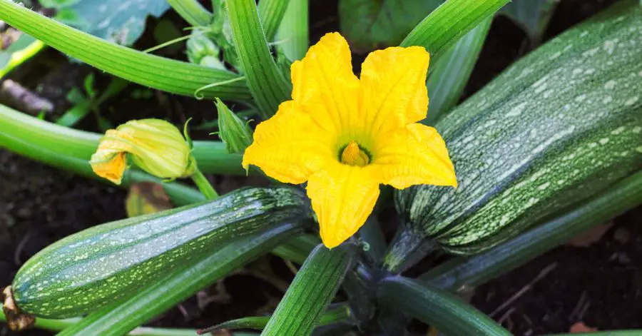 12 Best Companion Plants for Growing Zucchini