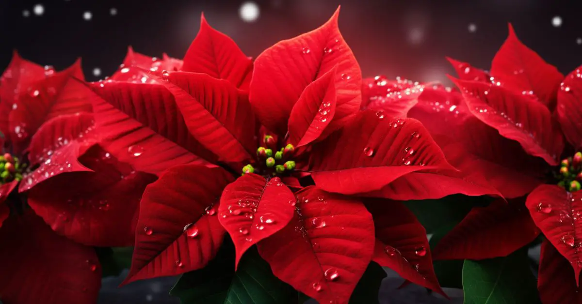 How to Grow and Care for Poinsettias Like a Pro