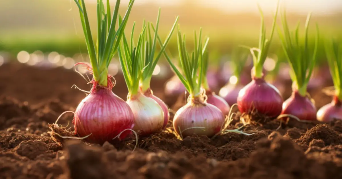 How to Grow and Care for Onions (Expert Tips)