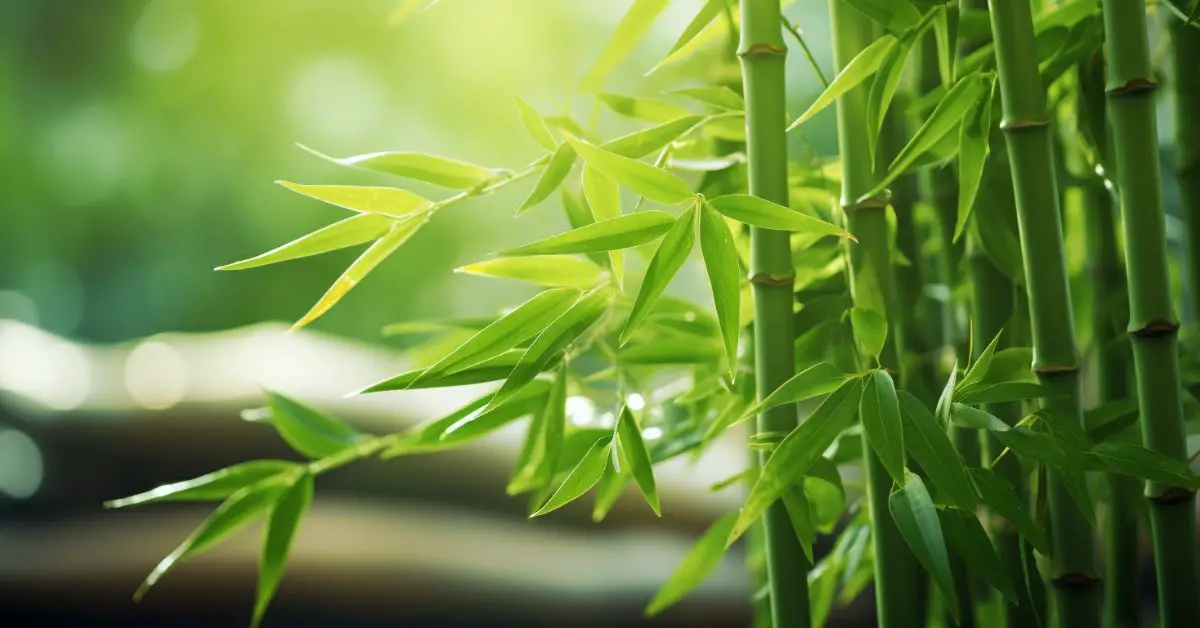 How to Grow and Care for Bamboo Like an Expert