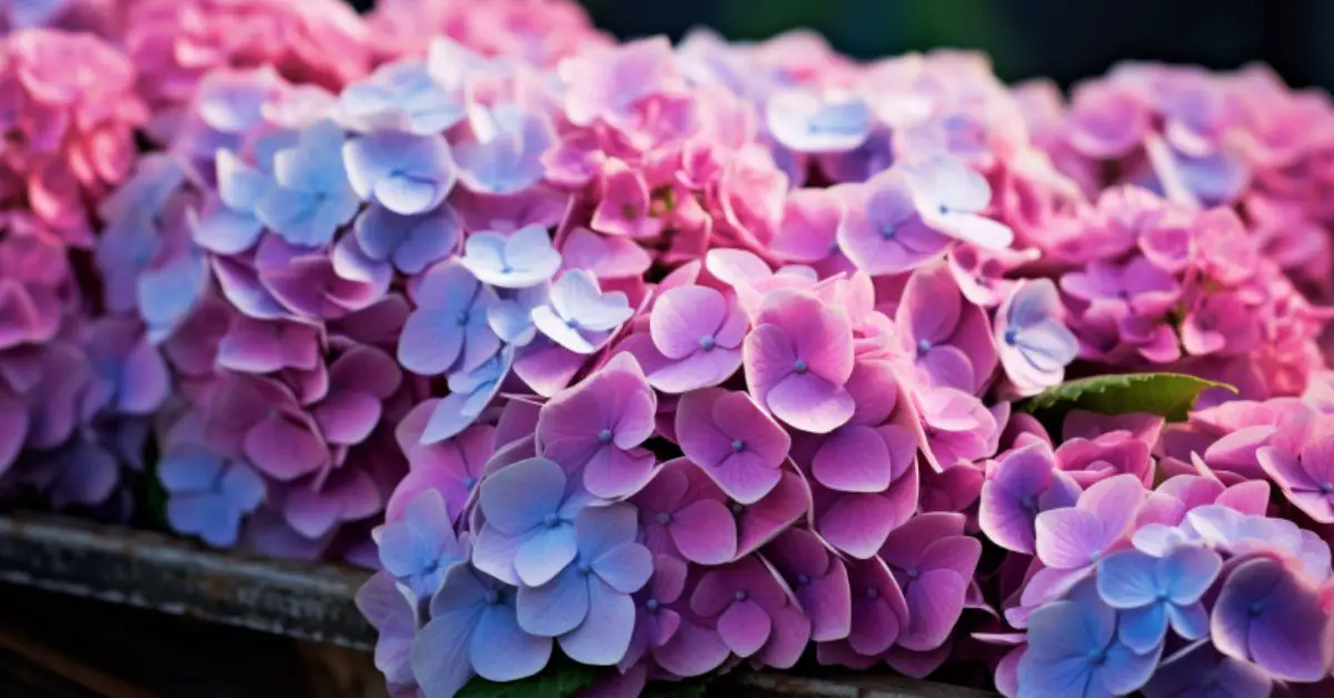 How to Grow and Care for Hydrangeas (Expert Tips)