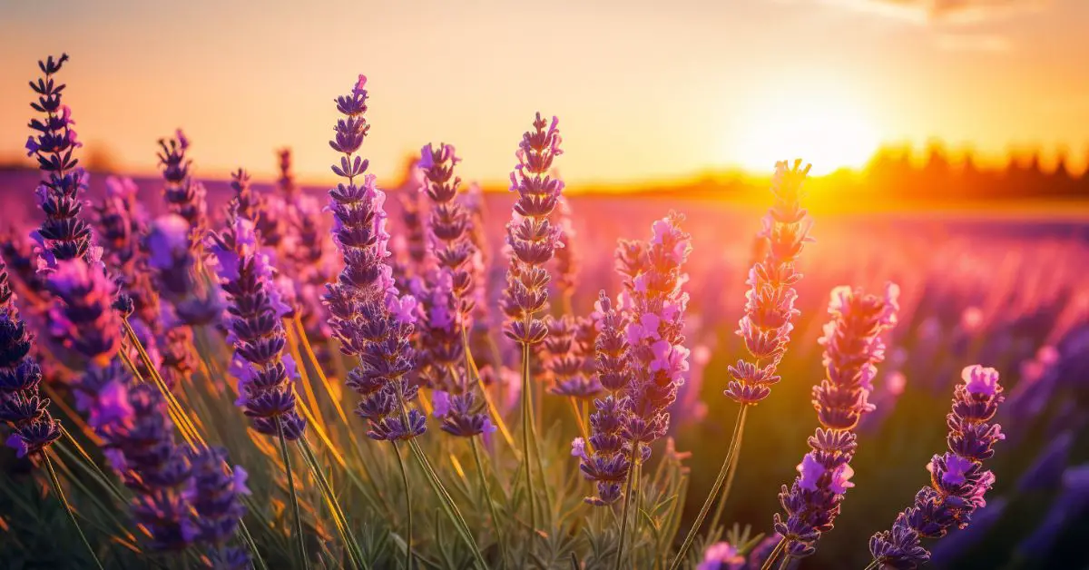 How to Grow and Care for Lavender (A Beginner’s Guide)