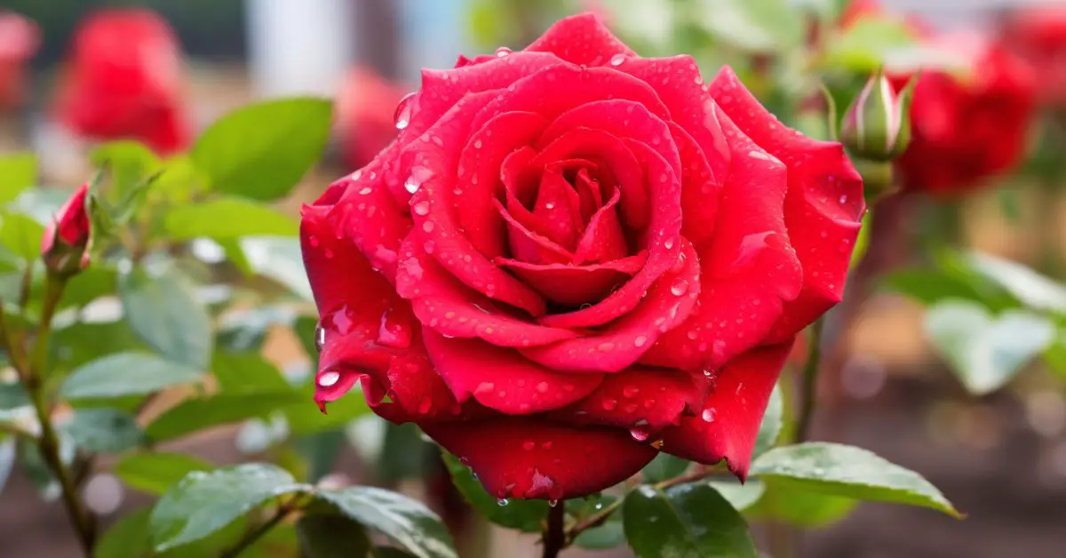 How to Grow and Care for Roses (The Easy Way)