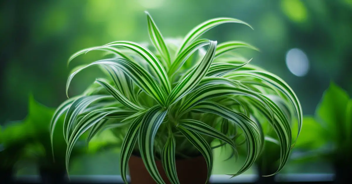 How to Grow and Care for a Spider Plant (The Easy Way)