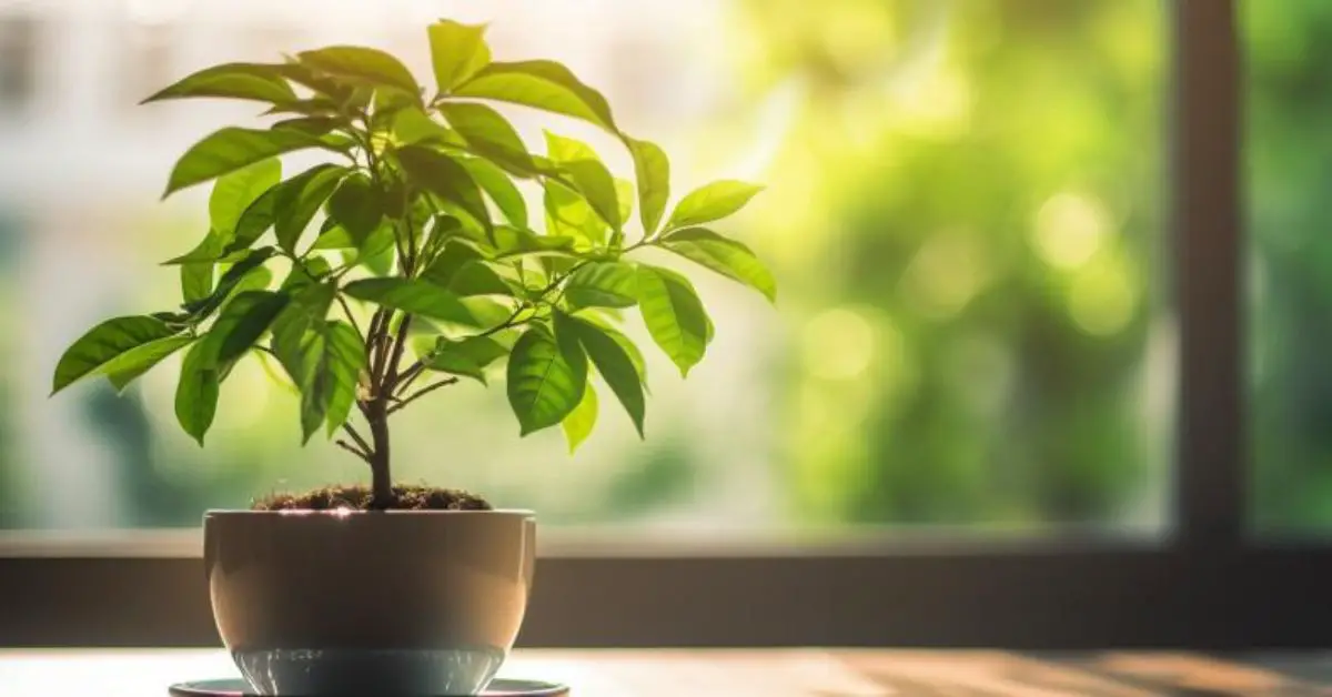 How to Grow and Care for a Money Tree Like an Expert