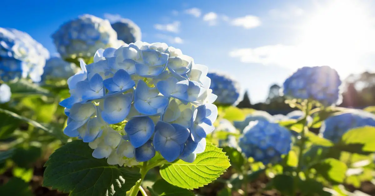 9 Hydrangea Growing Mistakes That You Can Avoid