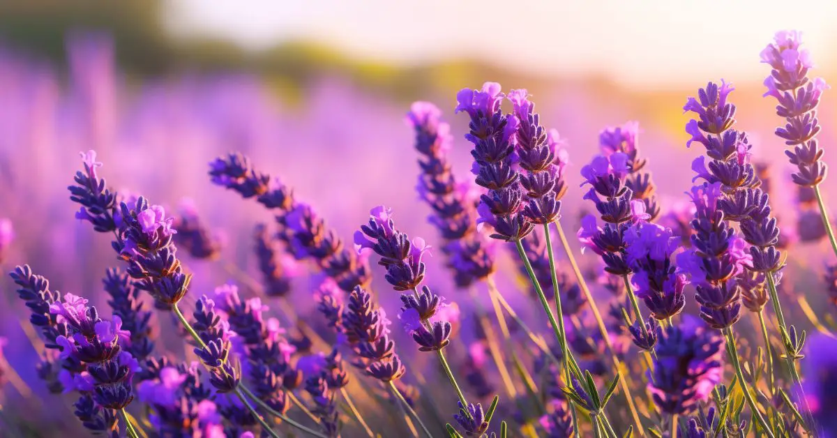 9 Lavender Growing Mistakes That You Can Avoid
