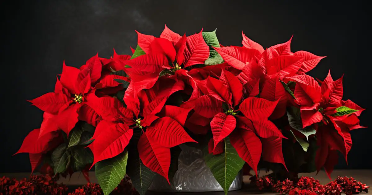 7 Poinsettia Growing Mistakes That You Can Avoid
