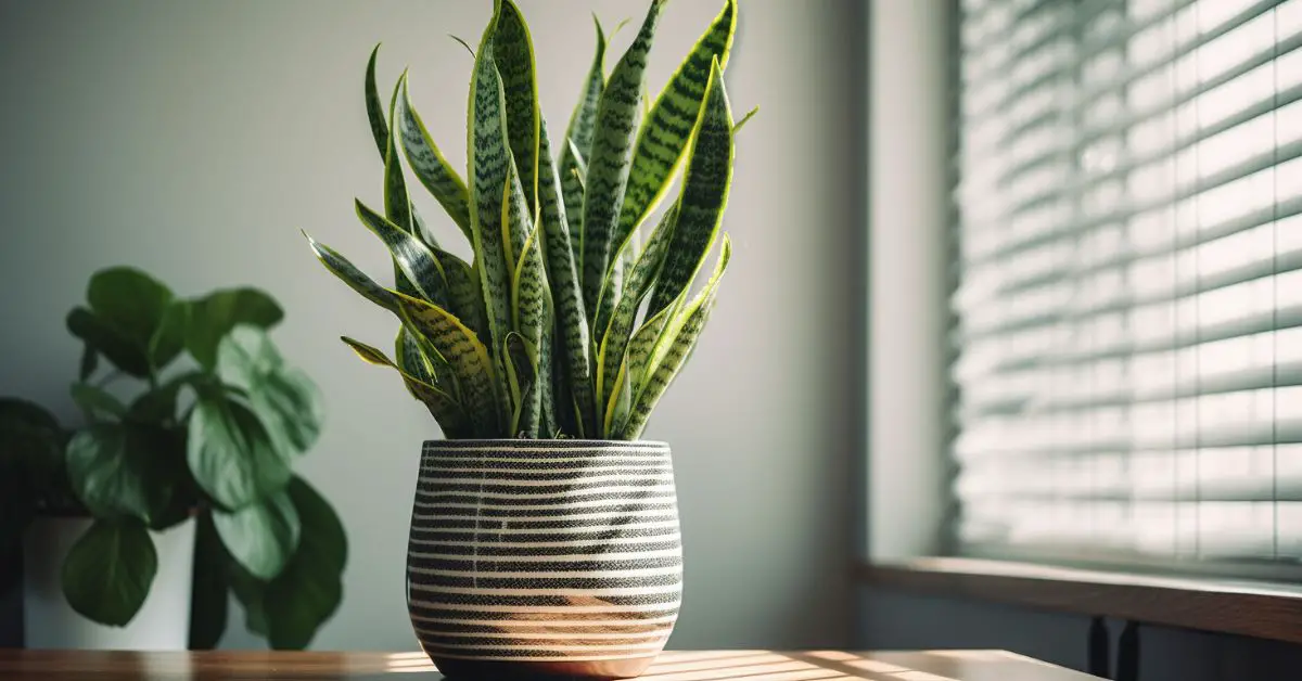8 Snake Plant Growing Mistakes That You Can Avoid