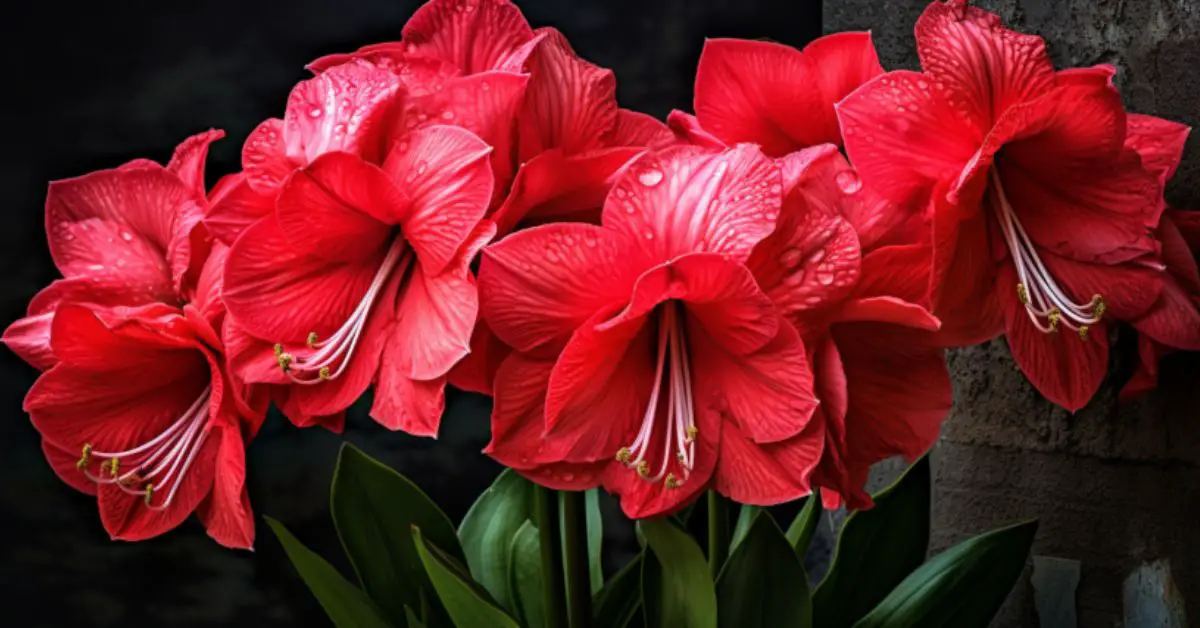 8 Amaryllis Growing Mistakes That You Can Avoid