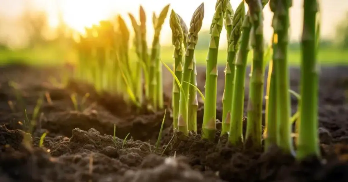 8 Asparagus Growing Mistakes That You Can Avoid