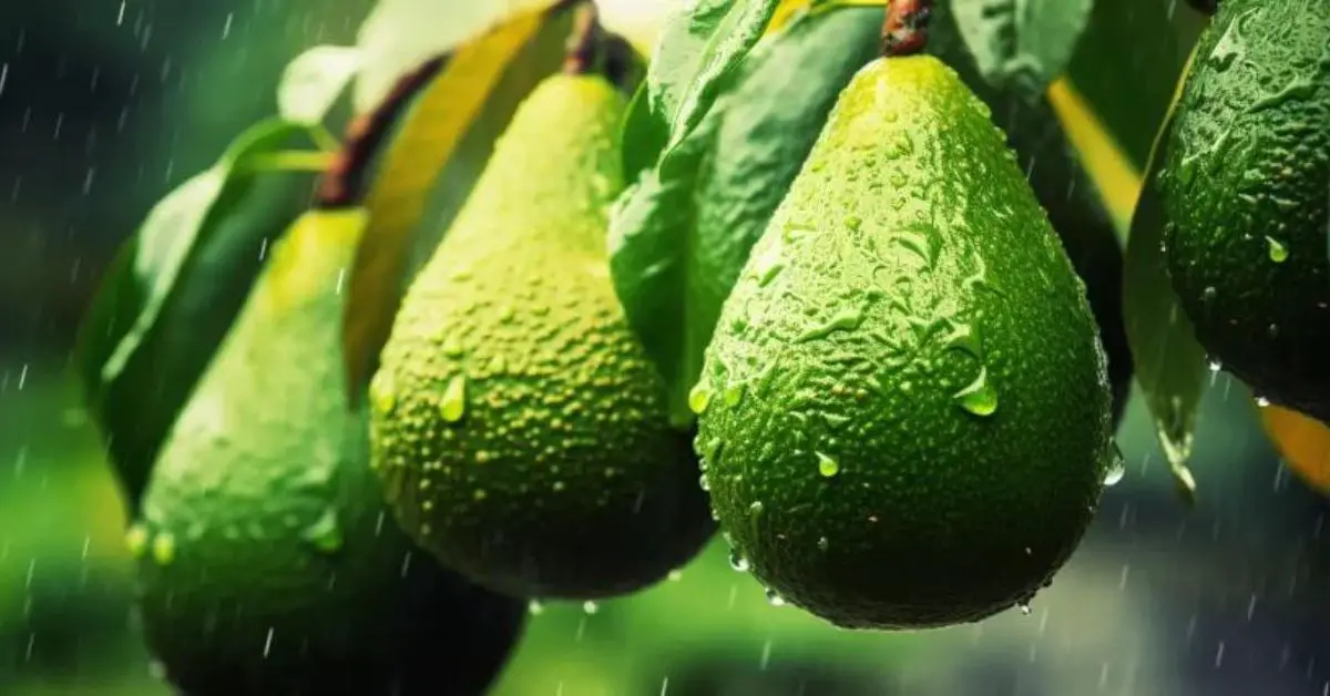 9 Avocado Tree Growing Mistakes That You Can Avoid