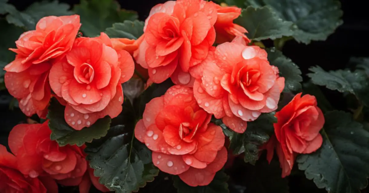 8 Begonia Growing Mistakes That You Can Avoid