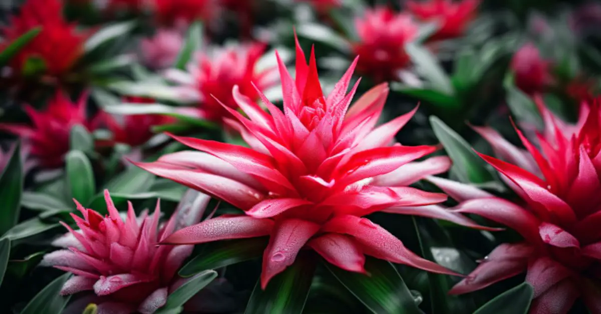 9 Bromeliad Growing Mistakes That You Can Avoid