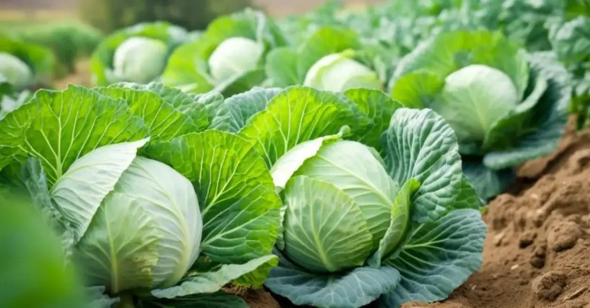 7 Cabbage Growing Mistakes That You Can Avoid