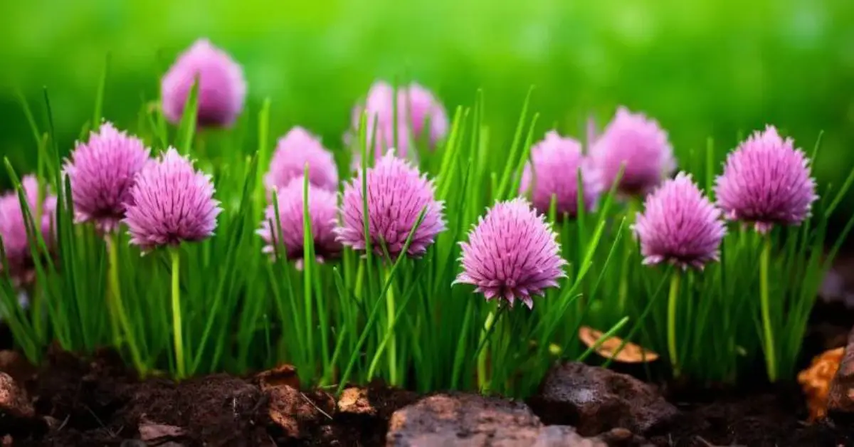 11 Chive Growing Mistakes That You Can Avoid