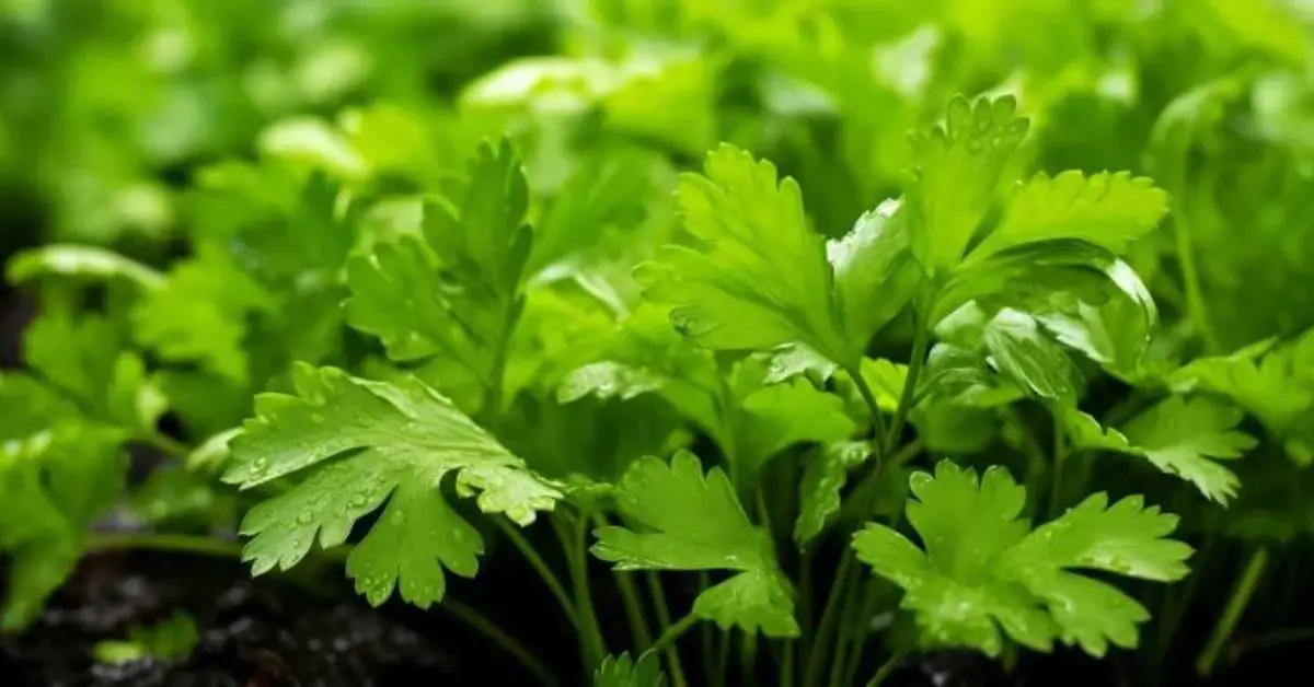7 Cilantro Growing Mistakes That You Can Avoid