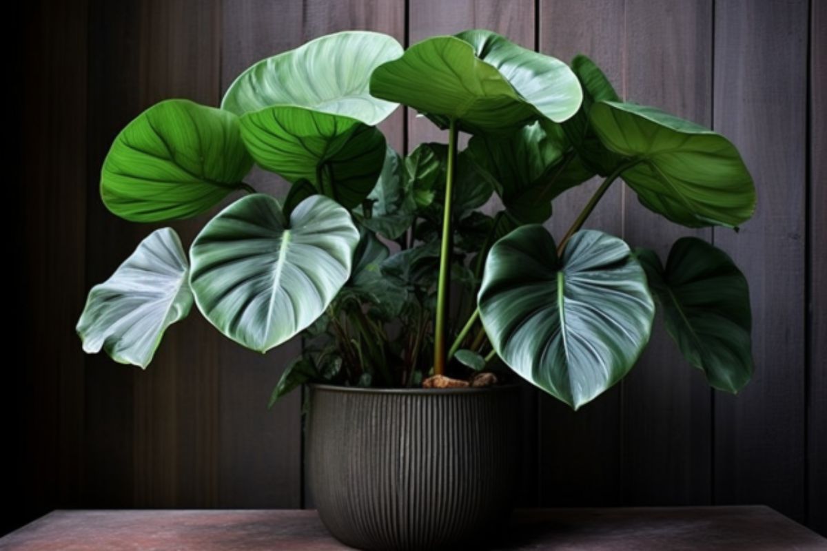 How To Grow Elephant Ears in Pots Like an Expert