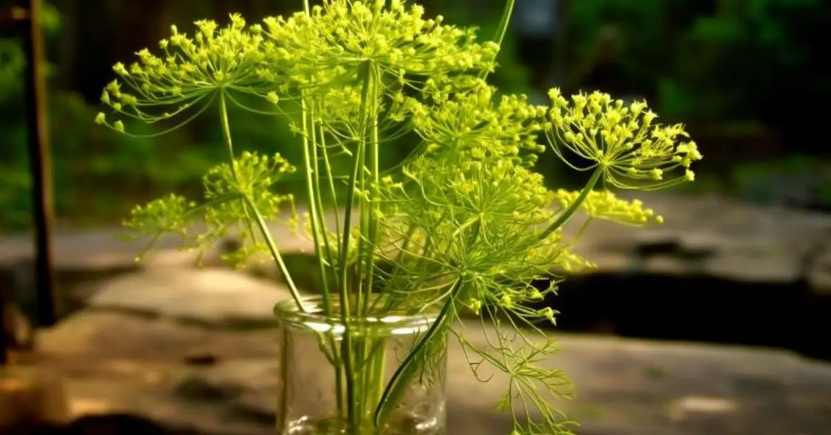 8 Dill Growing Mistakes That You Can Avoid