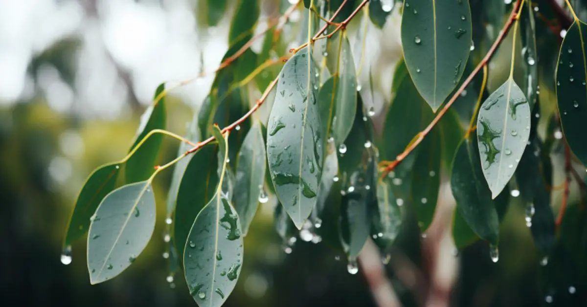 7 Eucalyptus Plant Growing Mistakes That You Can Avoid