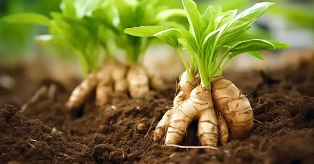 8 Ginger Growing Mistakes That You Can Avoid