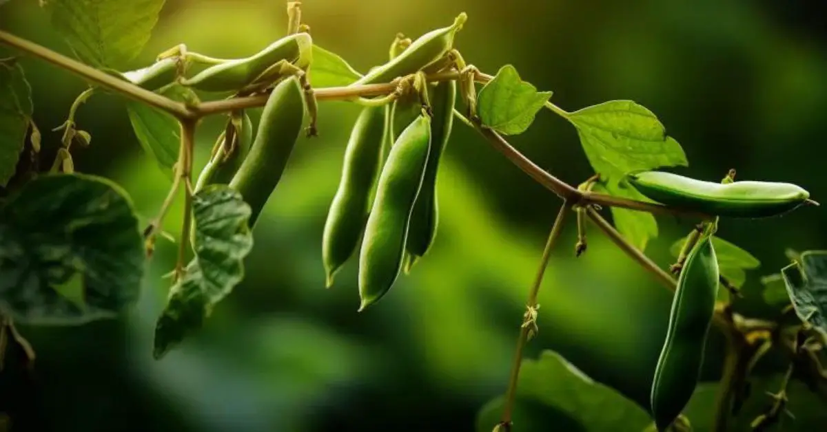 9 Green Bean Growing Mistakes That You Can Avoid
