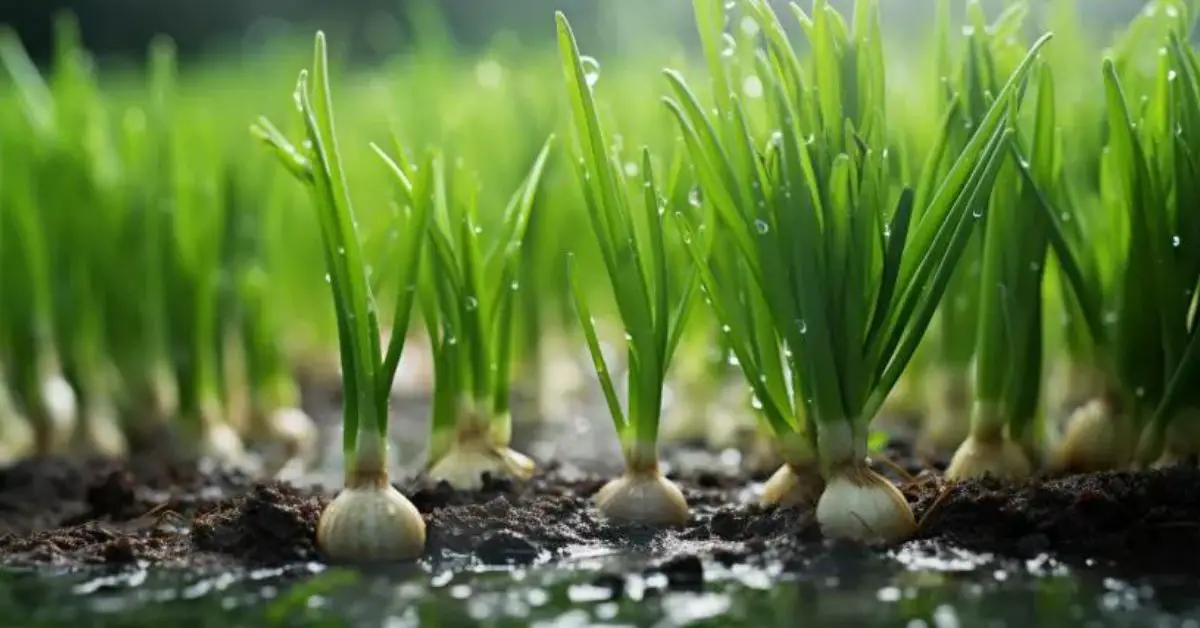 10 Green Onion Growing Mistakes That You Can Avoid