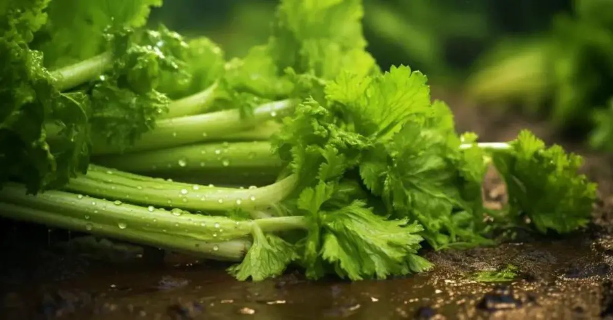 10 Celery Growing Mistakes That You Can Avoid