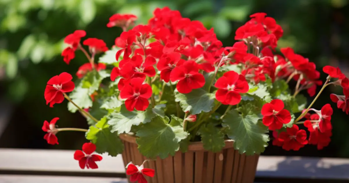 How to Grow Geraniums in Pots Like an Expert
