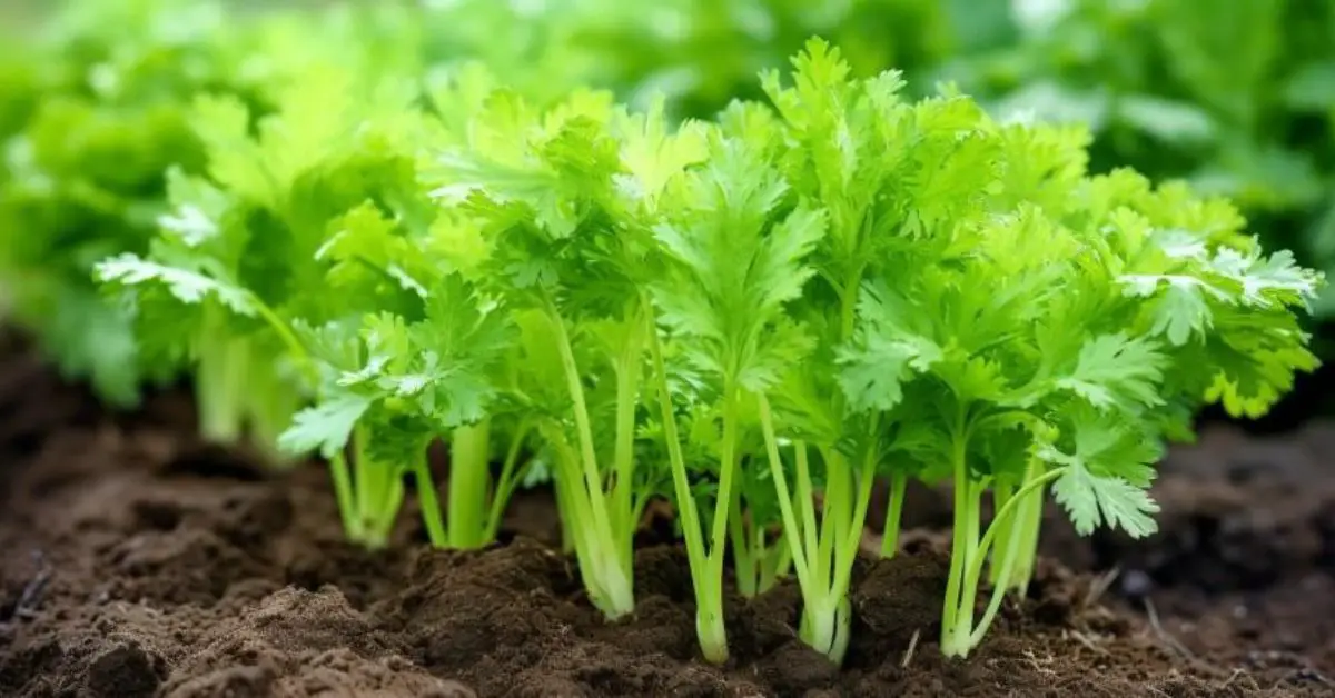 How to Grow and Care for Celery (A Beginner’s Guide)