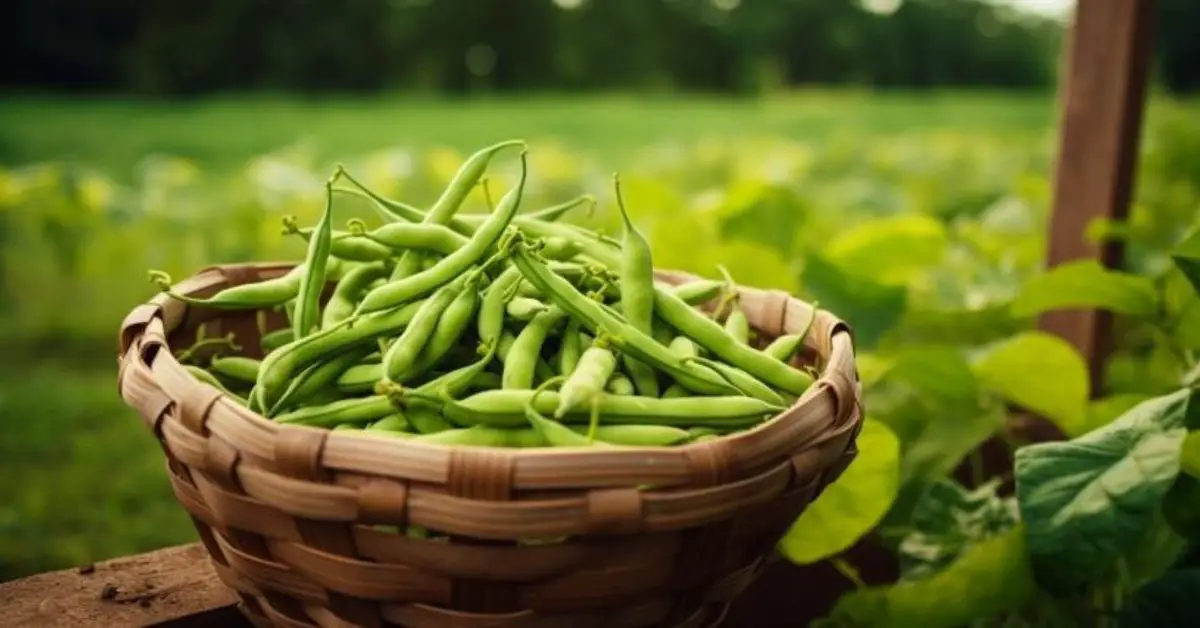 How to Grow and Care for Green Beans (A Beginner’s Guide)