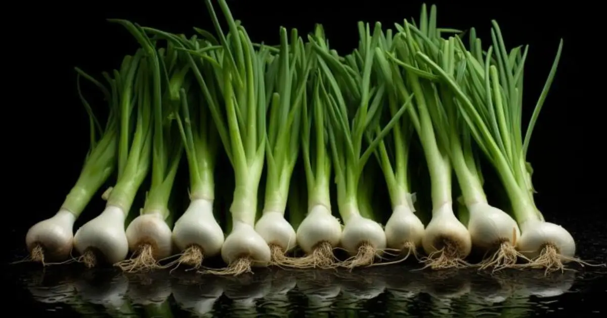 How to Grow and Care for Green Onions Like an Expert