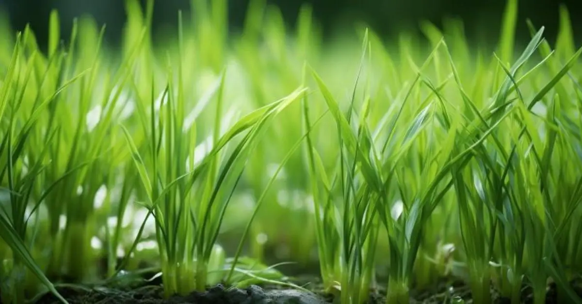 How to Grow and Care for Lemongrass (The Easy Way)