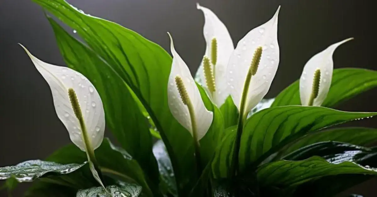 How to Grow and Care for Peace Lily Like an Expert