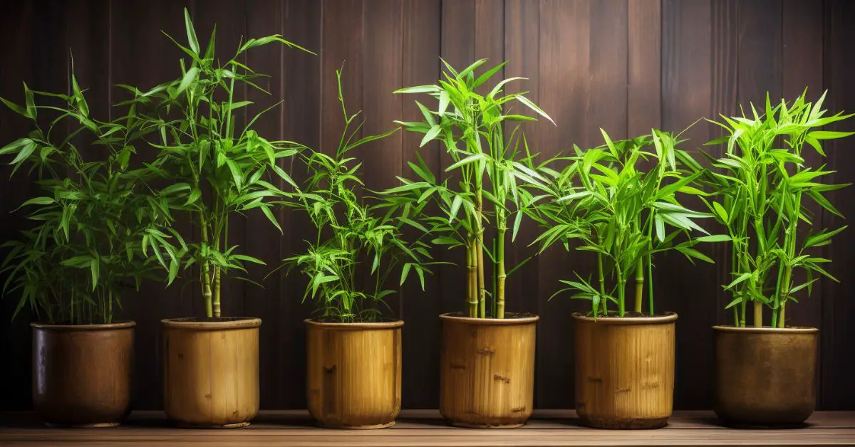 How to Grow Bamboo in Pots Like an Expert