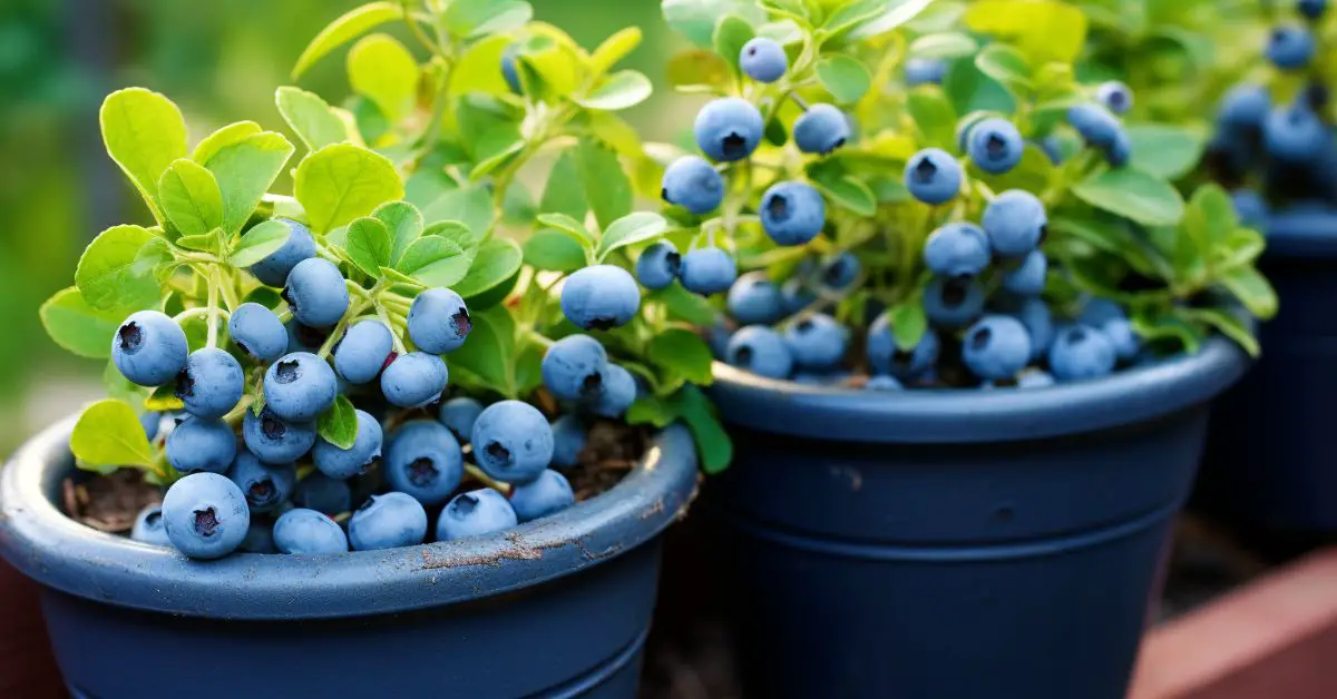 How to Grow Blueberries in Pots Like an Expert