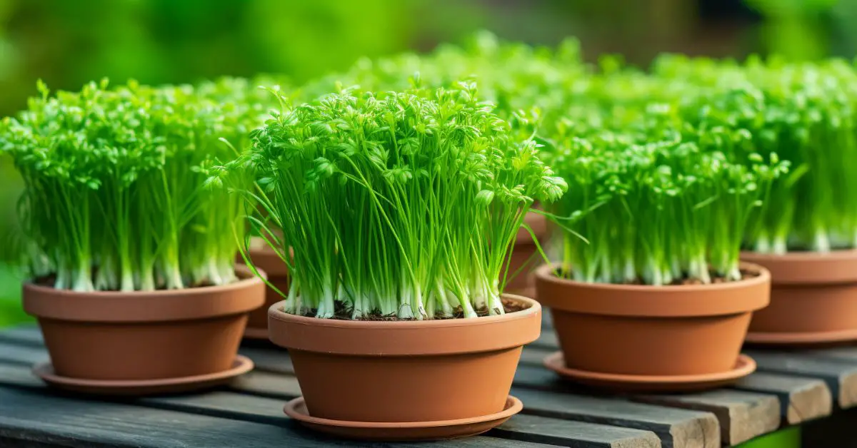How to Grow Chives in Pots Like an Expert