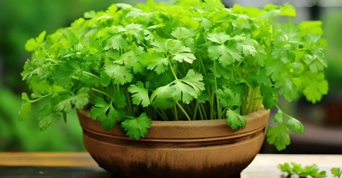 How to Grow Cilantro in Pots Like an Expert