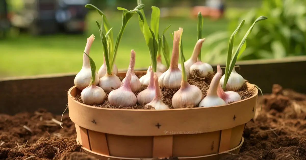 How to Grow Garlic in Pots Like an Expert