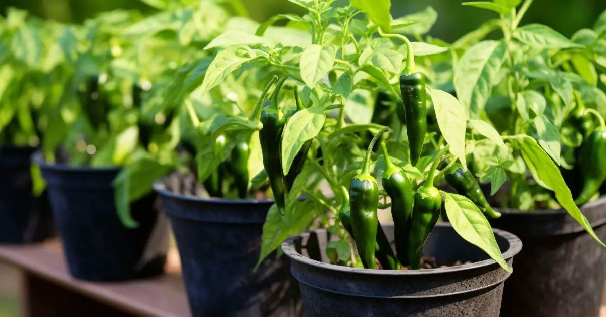 How to Grow Jalapenos in Pots Like an Expert