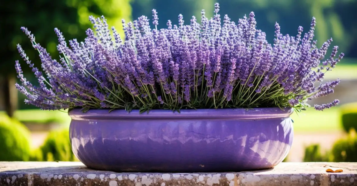 How to Grow Lavender in Pots Like an Expert